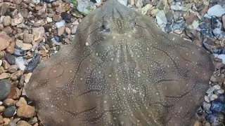 shore fishing for undulate rays on the southcoast beach fishing uk