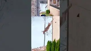 Deer breaks its NECK 👀 #outdoors #survival #wildlife #animals #hunting #wilderness #wildanimals