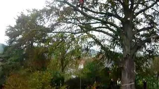F&auml;llung der Rotbuche in Amelunxen, Teil 4