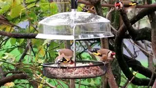 Wild Bird Hanging Bird Feeder Feeding Station with Baffle Dome for House Garden & Outdoor