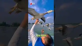 Close to Tourists, These Geese Truly Amaze