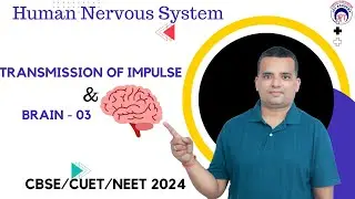 Human nervous system | Transmission of Impulse| | Class 11 | #neet2024  | JPT BIOLOGY ACADEMY |