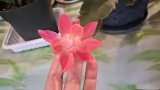 令箭荷花苗开花了，说说心得My Epiphyllum cuttings from last year have bloomed. Here are my thoughts.