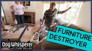 Как отучить собаку портить мебель | Собачий переводчик с Сезаром Милланом