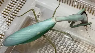 Titanodula formosana &times; menglaensis #Mantis