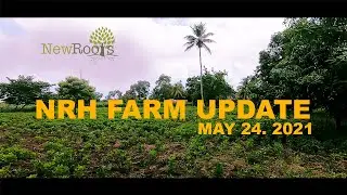 New Roots Haiti Farm Update | Rain, Mud & Broken Things | May 24th, 2021