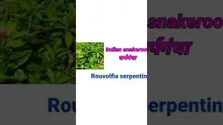 Botanical name of indian snakaro || सर्पगंधा का वैज्ञानिक नाम