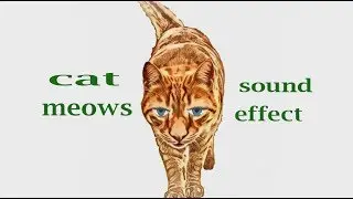 Как Cat Meows - Звуковой эффект - Анимация