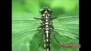 Dragonflies