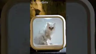 Drybo Plus Automatic Pet Dryer Box