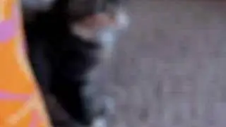 Cats investigating