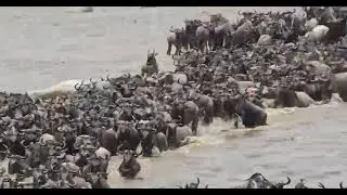 Wildebeest River Crossing: Hippos on the Hunt!