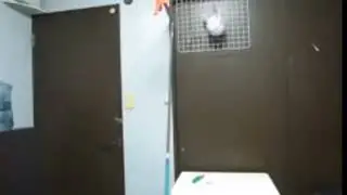 Broken china balloon