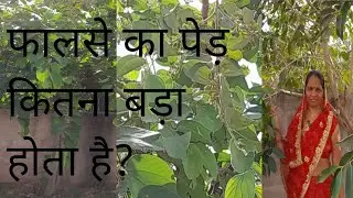 फालसे का पेड़ कितना बड़ा होता है?| falsa ka ped kitna bada hota hai