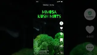 Mimosa Kush Mints | Grassroots | Curaleaf