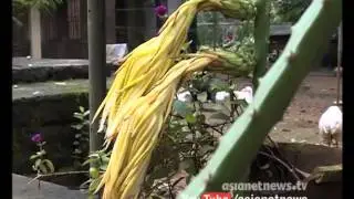 Money Time 23rd July 2015| Dragon Fruit Farming in Thodupuzha