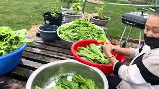 June 27, 2025niamnyiaj tswb qhia ua zaub mos ntsev