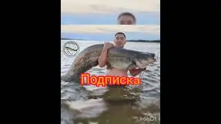 выбери размер сома #интервью #fishing #карпфишинг #carp #мем #fish #nature #football