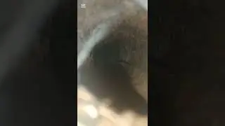 Ten ptasznik to POTWÓR… 🕷️ Lasiodora parahybana