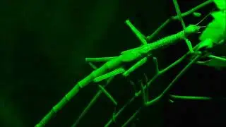 Stick insect by Sharon McGrigor