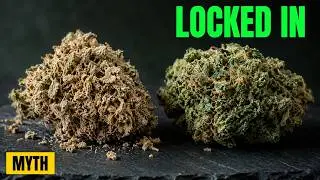 Your Buds Smell Like Hay? Here's Why (60/60 Myth)