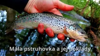 🎣Pstruh Potočný 🎣Krásne Pstruhy Potočné plus nejaké tie rady ako chytám ryby ja na malom potoku
