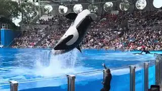 One Song - Orca Encounter - SeaWorld Orlando 