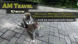 Ubud: Monkey Forest and Tegallalang Rice Terrace | Bali, Indonesia | worldtrip 2020 | AM Travel