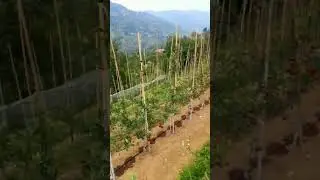 Netafim Drip Irrigation System in Hindi | टपक सिंचाई | Drip Uses,Types, Size, Cost, Subsidy #shorts