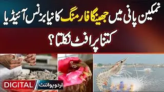 Shrimp Farming Business In Salt Water | How Much Profit You Can Really Make in Pakistan