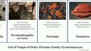 Fungus of Order Pezizales Family Pyronemataceae scutellinia otidea cheilymenia grandis mirabilis