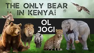 Where can you find the only bear in Kenya??
