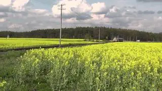 SP42-260 z poc. specjalnym Gostyń-Wolsztyn