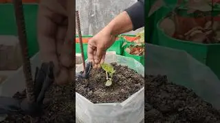 Mustard Cake Powder for New Plant Growth & Banana Water for Tomato Fruiting | Jeet Vlog 3.0