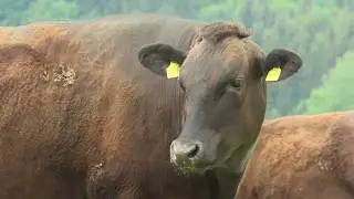 Elfi Geiblinger zu Gast beim Bio-Wagyu-Bauern Anton Leitner