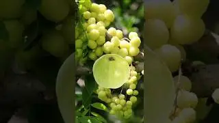 cermai fruit#bebygirl #fotocantik #safira #vidioviral