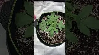 Ac Infinity grow season 1. For 10% off any AC Infinity products at ACINFINITY.COM use code CJTA1