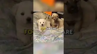 Puppies RESCUED from freezing mountain. #animals #rescue #petrescue #puppy #viralvideo #shorts