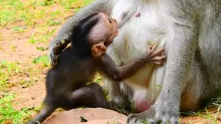 EMOTIONAL CRYING AND SAD...POOR JINX SEIZURE CRY NEARLY MILK IN MOUTH BUT SHE DON'T DARE TO GET MILK