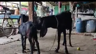 Goat Beautiful Moments Time Of Village Farm