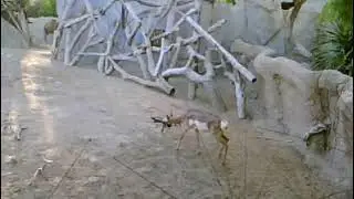 PSP Camera Adventures 94 - Pronghorn at San Diego Zoo
