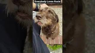 Dog Appreciation Post #pets #dog #youtubeshorts #viral #youtube #shorts