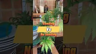 🤩 Bending or not?!