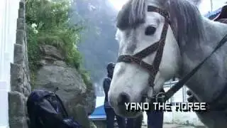Anne Bortz - Yano the horse