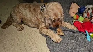 Cally Bailey's friend#enjoying both buffalo's ear#shorts