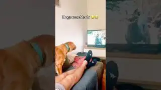 Dogs reaction when watching TV #funny #pets #foryou #dog