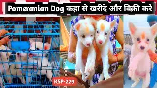 Pomeranian Dog Breeds Price in India | Pomeranian kutta kaha se kharide bikri kare | KSP-229 ?