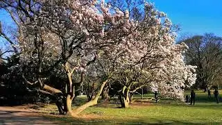 20200321 appreciating the beautiful saucer magnolia trees in Volksgarten D&uuml;sseldorf