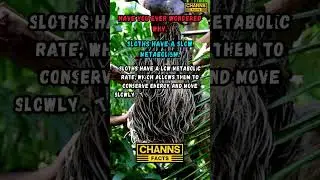 Sloths have a slow metabolism