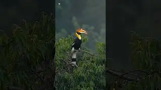 Great hornbill sound 🧡